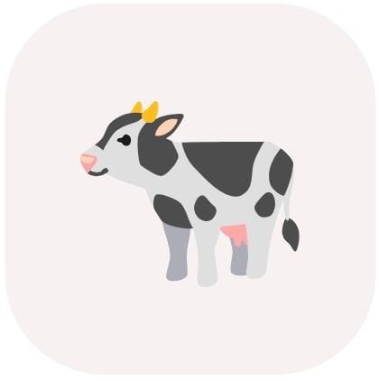 Indigenous cow